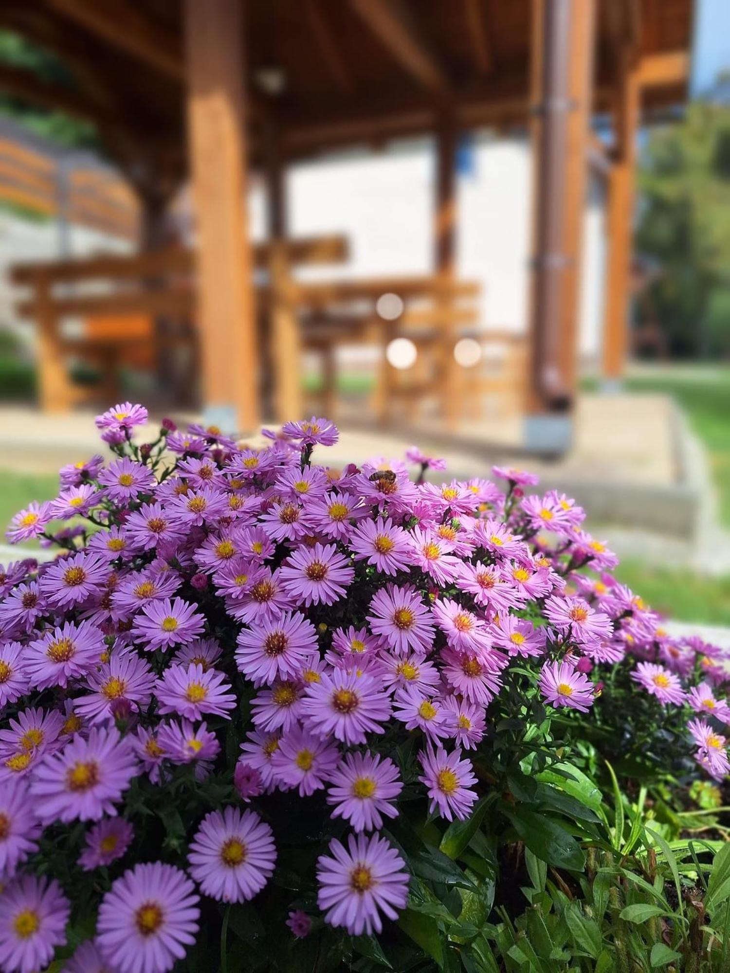 Burg Nad Banskou Stiavnicou Guest House Щиавницке Бане Екстериор снимка